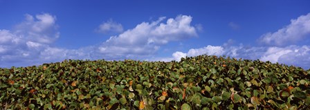 Sea grapes (Coccoloba uvifera) in a field, East End, Anguilla by Panoramic Images art print