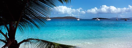 Palm tree on the beach, Salomon Beach, Virgin Islands National Park, St. John, US Virgin Islands by Panoramic Images art print