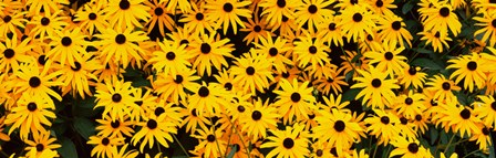 Black-Eyed Susan flowers growing in a field by Panoramic Images art print