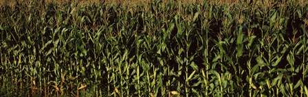 Corn field, New York State by Panoramic Images art print