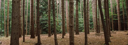 Trees in a forest, New York City, New York State, USA by Panoramic Images art print