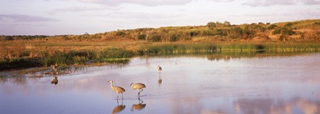 Sandhill cranes (Grus canadensis) in a pond at a celery field, Sarasota, Sarasota County, Florida by Panoramic Images art print