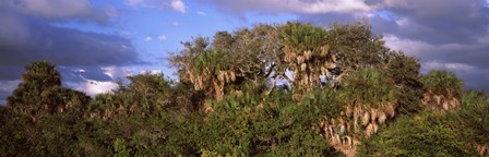 Trees in a forest, Venice, Sarasota County, Florida, USA by Panoramic Images art print