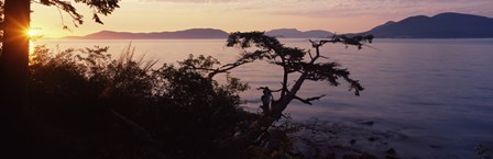 Silhouette of trees at seaside, Rosario Strait, San Juan Islands, Washington State, USA by Panoramic Images art print