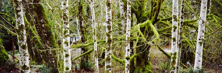 Mossy Birch trees in a forest, Lake Crescent, Olympic Peninsula, Washington State, USA by Panoramic Images art print