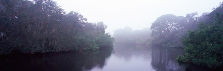 Early morning fog on a creek, South Creek, Oscar Scherer State Park, Osprey, Sarasota County, Florida, USA by Panoramic Images art print