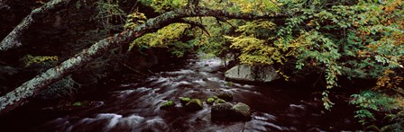 Stream flowing through a forest, Adirondack Mountains, New York State, USA by Panoramic Images art print