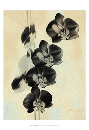 Orchid Blush Panels III by James Burghardt art print