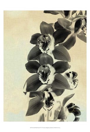 Orchid Blush Panels IV by James Burghardt art print