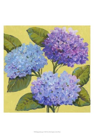 Spring Hydrangeas I by Timothy O&#39;Toole art print