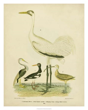 Antique Crane &amp; Heron by Alexander Wilson art print