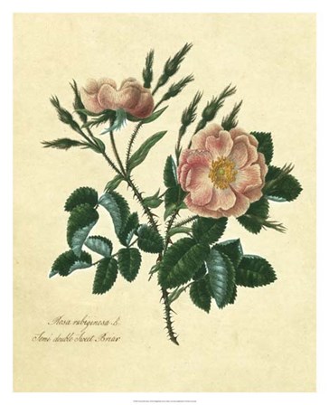 Sweet Briar Rose by Mary Lawrence art print