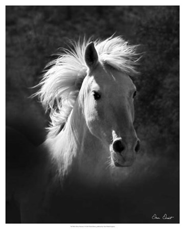 Horse Portrait V by David Drost art print
