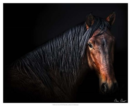 Horse Portrait VII by David Drost art print
