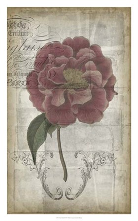 French Floral III by Jennifer Goldberger art print