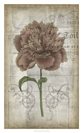 French Floral IV by Jennifer Goldberger art print