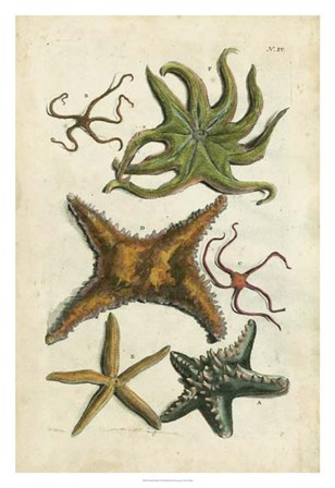 Starfish Illustre by Vision Studio art print