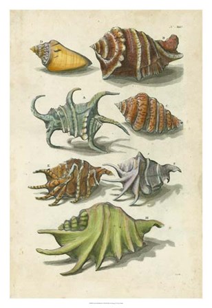 Conch Shell Illustre by Vision Studio art print