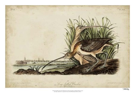 Long-billed Curlew by John James Audubon art print