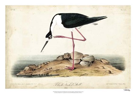 Black Necked Stilt by John James Audubon art print