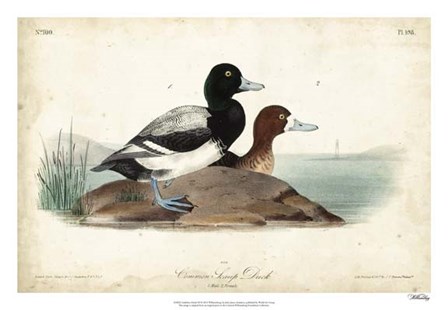 Audubon Ducks III by John James Audubon art print