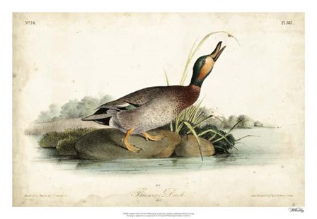 Audubon Ducks V by John James Audubon art print