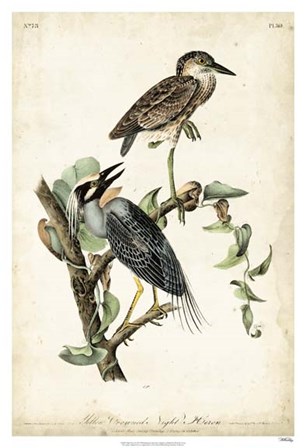 Night Heron by John James Audubon art print