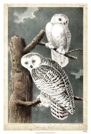 Audubon&#39;s Snowy Owl by John James Audubon art print