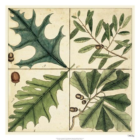 Catesby Leaf Quadrant III by Marc Catesby art print