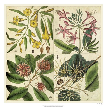 Catesby Botanical Quadrant I by Marc Catesby art print