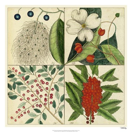 Catesby Botanical Quadrant II by Marc Catesby art print