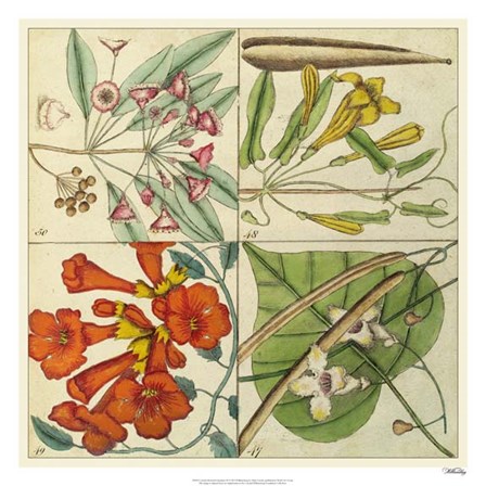 Catesby Botanical Quadrant III by Marc Catesby art print