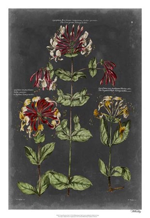 Vintage Botanical Chart I by Vision Studio art print