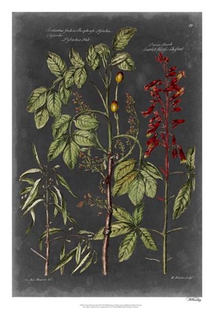 Vintage Botanical Chart III by Vision Studio art print