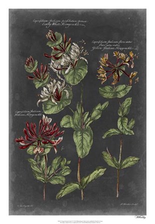 Vintage Botanical Chart IV by Vision Studio art print