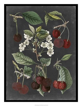 Orchard Varieties I by Vision Studio art print