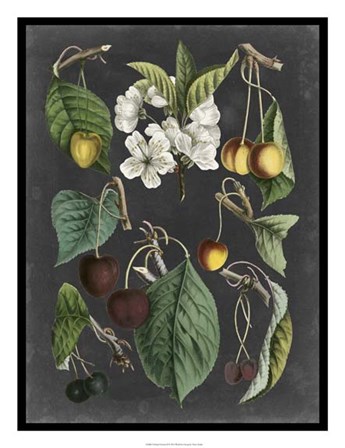 Orchard Varieties II by Vision Studio art print