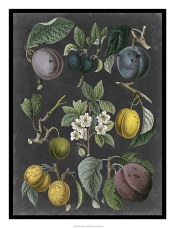 Orchard Varieties IV by Vision Studio art print