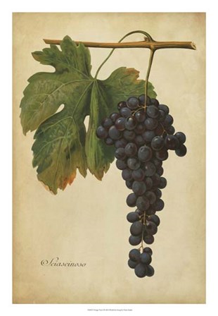 Vintage Vines I by Vision Studio art print