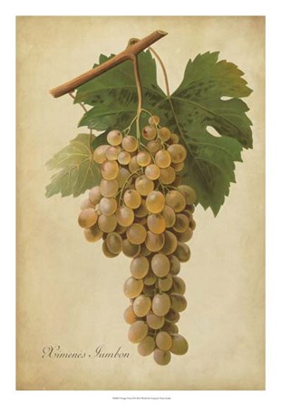 Vintage Vines II by Vision Studio art print