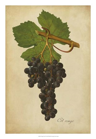 Vintage Vines IV by Vision Studio art print