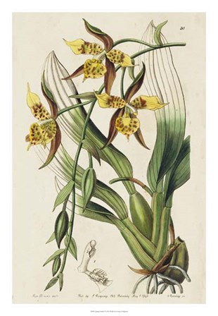 Spring Orchid I by Kenneth Ridgeway art print