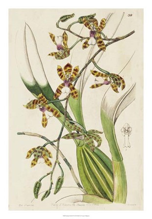 Spring Orchid II by Kenneth Ridgeway art print