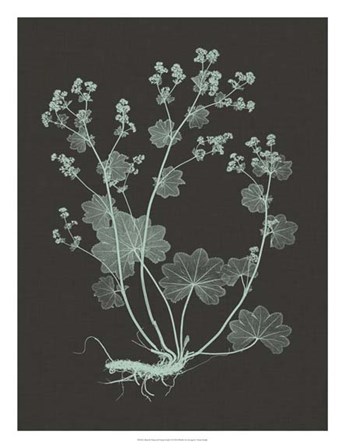 Mint &amp; Charcoal Nature Study I by Vision Studio art print
