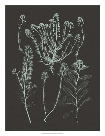 Mint &amp; Charcoal Nature Study III by Vision Studio art print