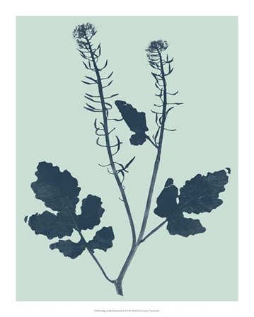 Indigo &amp; Mint Botanical Study I by Vision Studio art print