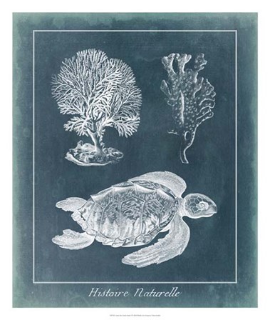 Azure Sea Turtle Study I by Vision Studio art print