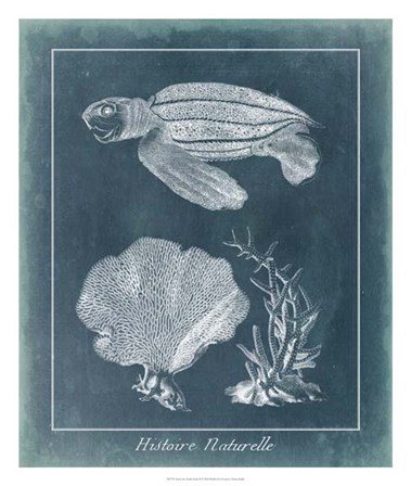 Azure Sea Turtle Study II by Vision Studio art print