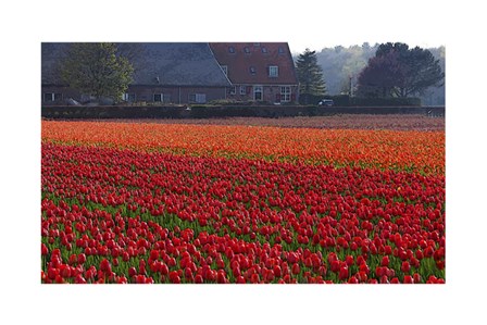 Dutch Red Tulip Field art print