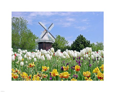 Dutch Tulip Field And Windmill art print
